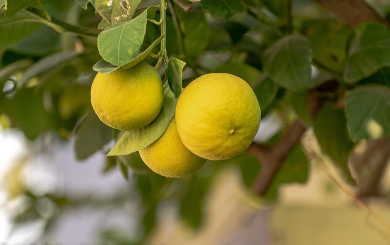 Lemonade